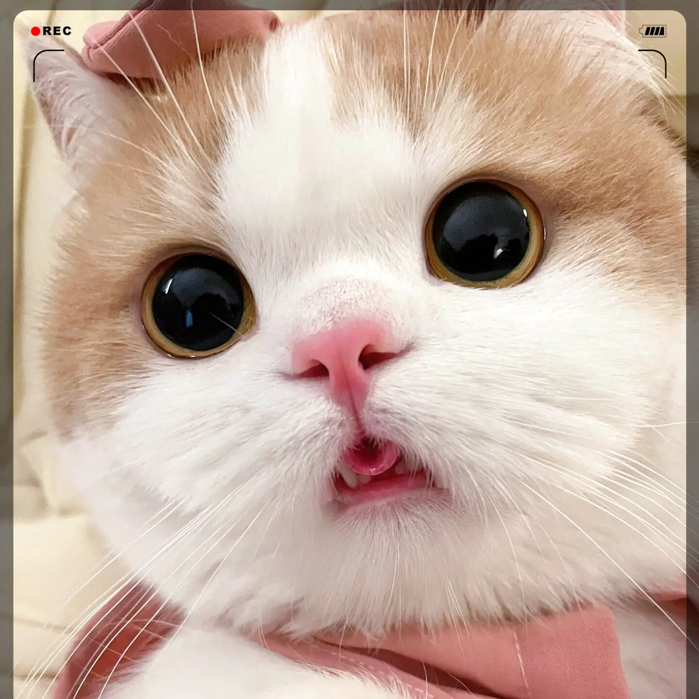 全品类猫咪，布偶缅因猫蓝白金渐层银渐层德文猫咪