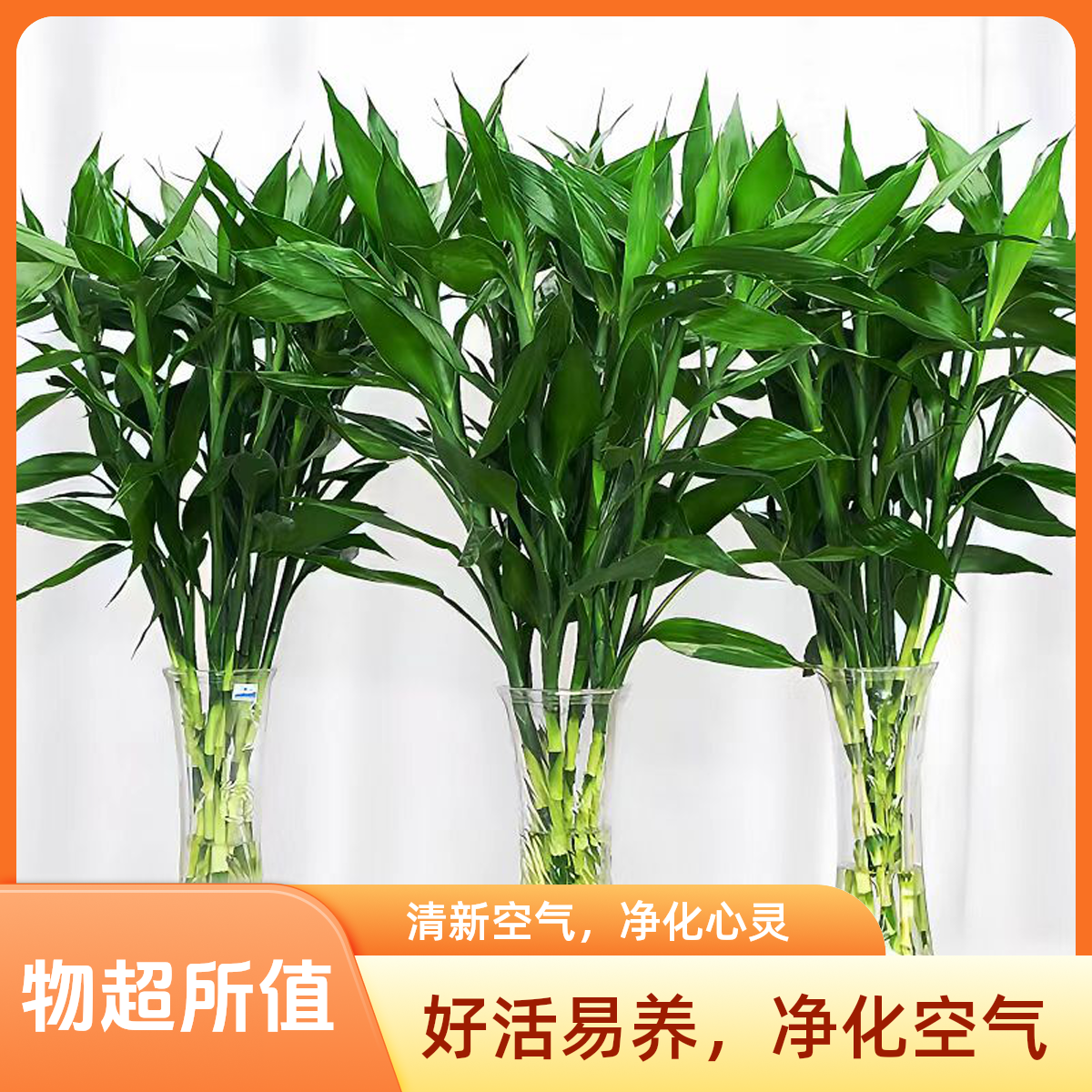 好活易养省心富贵竹水培植物客厅水养节节高室内花卉绿植盆栽