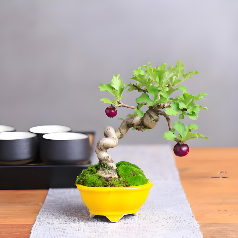 黑松盆景济州真柏系鱼川一物一拍