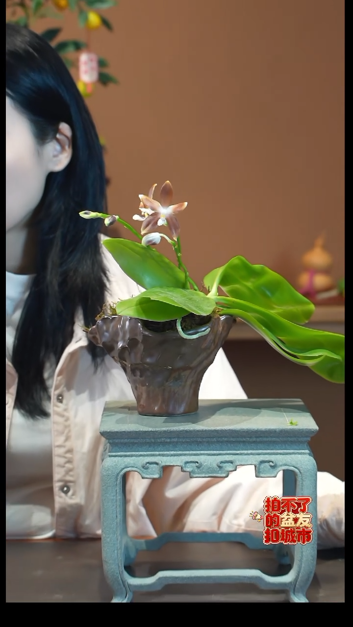 全部花朵咖啡盾盆景盆景盆景
