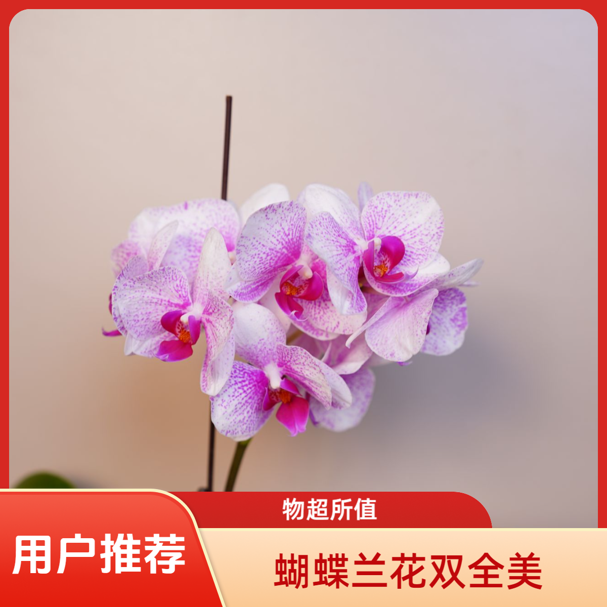 《花漫里基地》蝴蝶兰【丽莎】2.8寸全花开花株发货