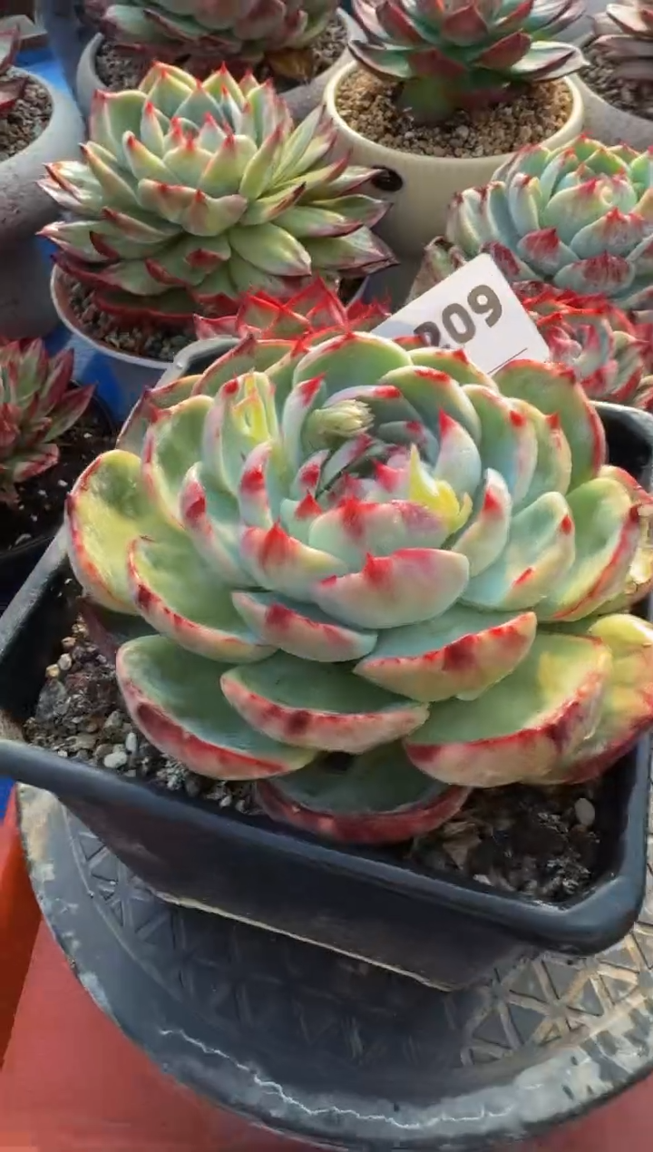 【闪购商品】A209惊鸿仙子（裸根发货）（瑕疵）