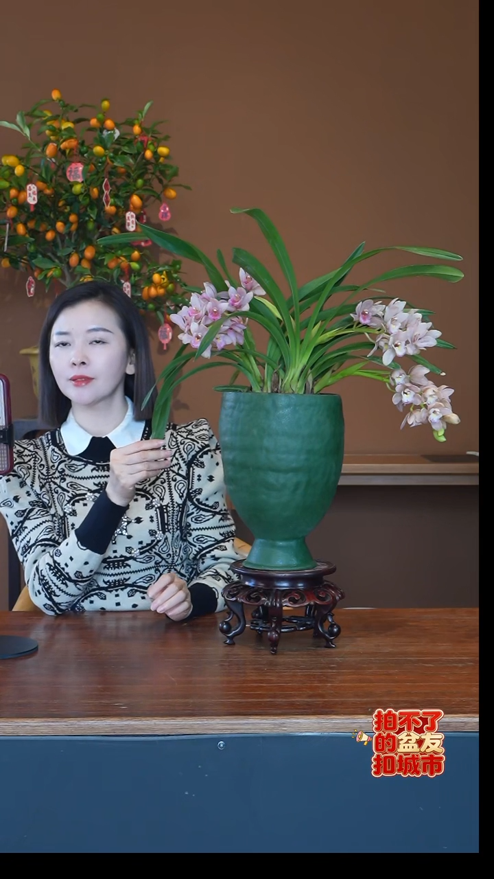 全部花朵樱花盆景盆景盆景