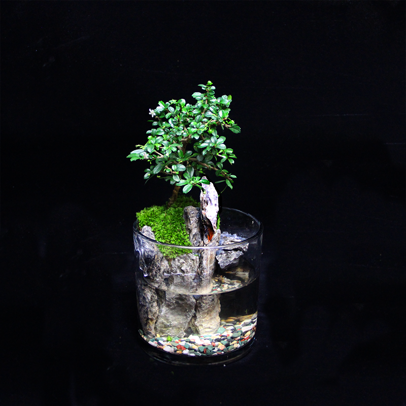 15*15圆缸桌面景观真实绿植造景创意微景观组合生态瓶可养鱼
