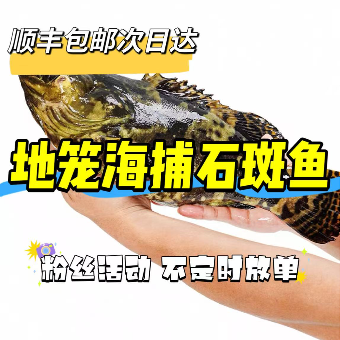 海捕地笼石斑鱼4两-7两左右一条 3斤装 鲜活发货保鲜不包活