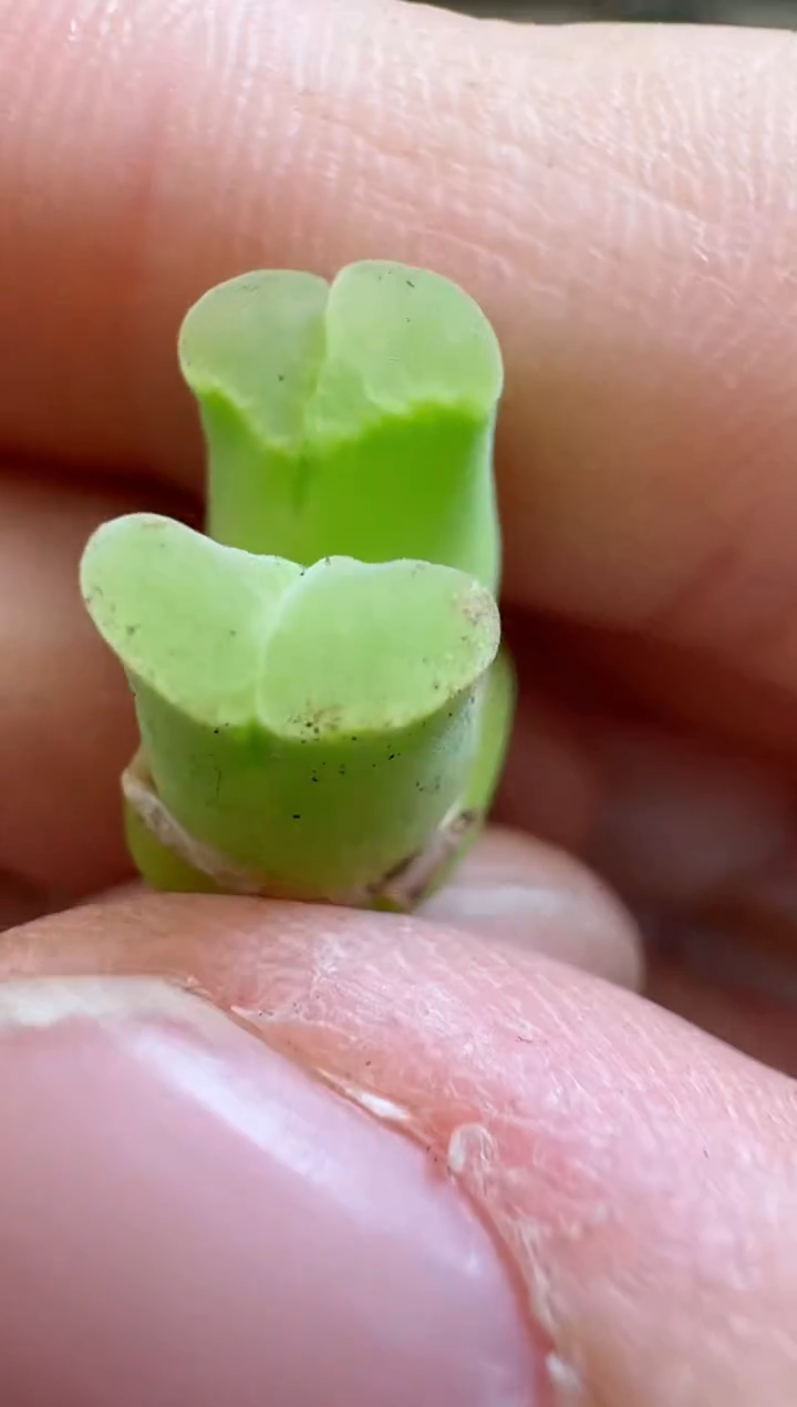 【闪购商品】17-165天鹅绒多肉