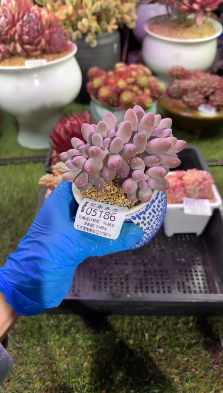 【闪购商品】05186脱土带盆