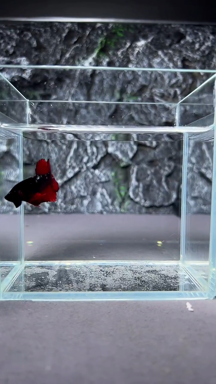 斗鱼竞拍链接A012