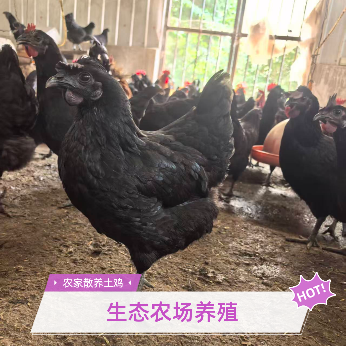 天护星农山林散养五黑母鸡 散养360天以上 全净膛2斤左右 包邮