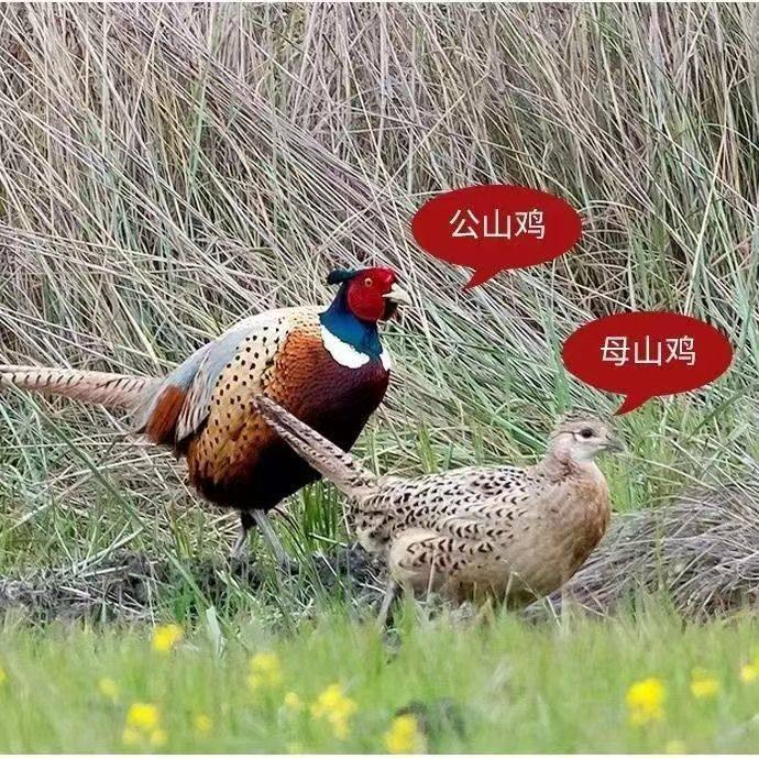 农村散养七彩山鸡五谷杂粮玉米喂养鲜活现杀坏了包赔发顺丰冷鲜