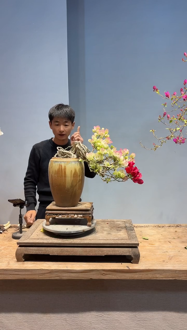 以实际为准三角梅81