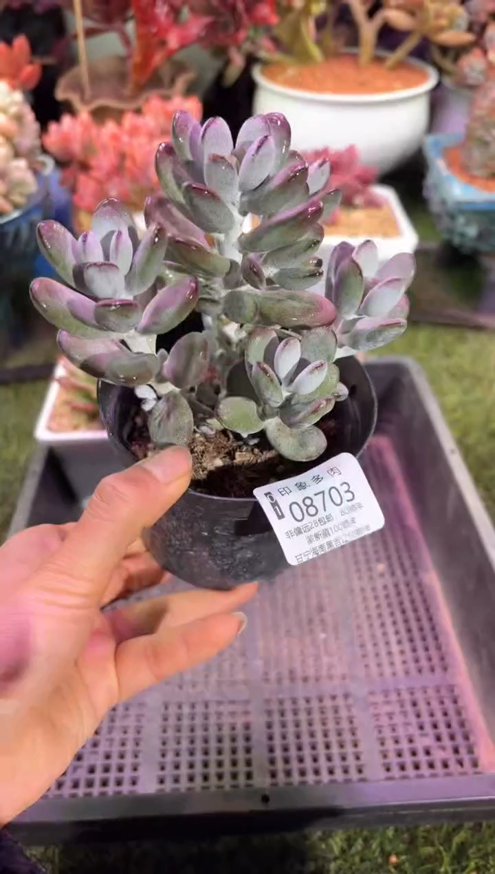 【闪购商品】08703