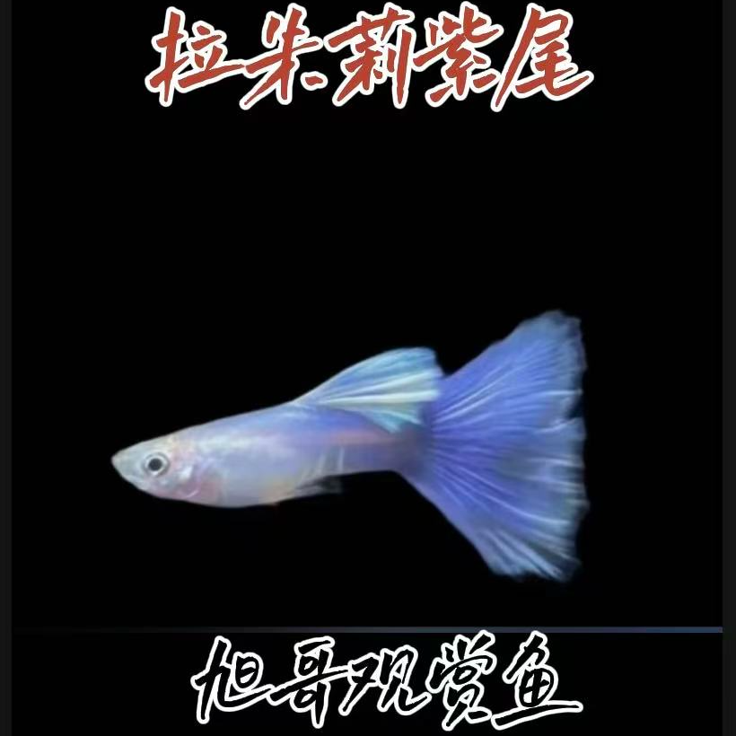 拉朱莉紫尾精品孔雀鱼