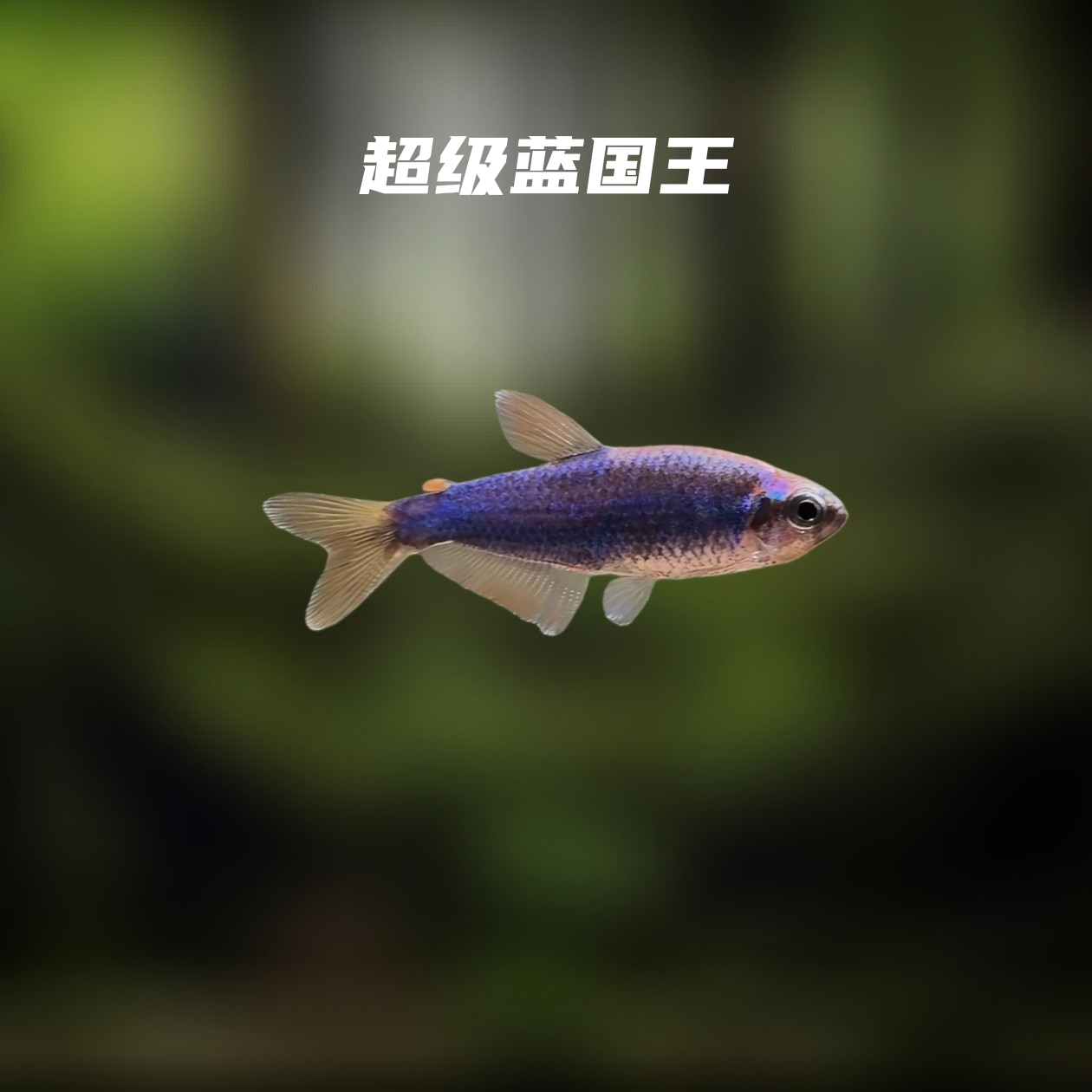 鱼漪水族 超级蓝国王