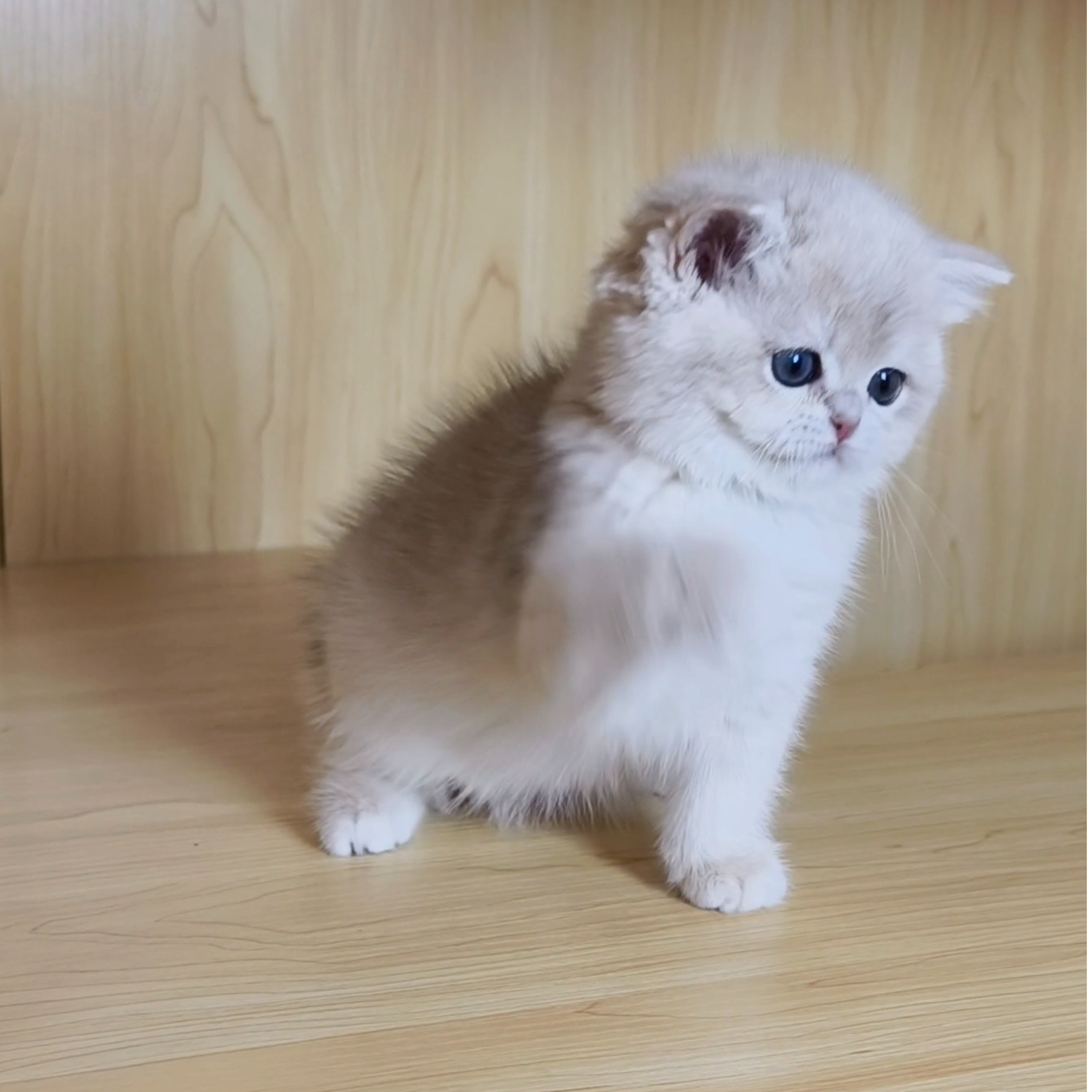 咪团家宠物活体猫咪付费链接