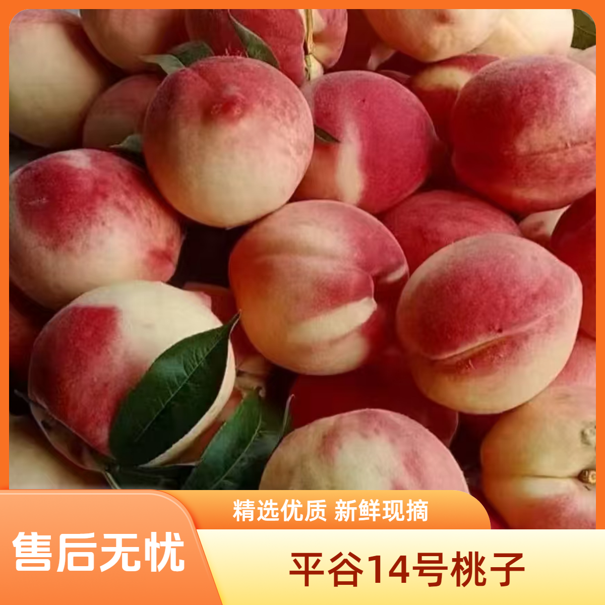升级发货！平谷离核脆14号桃 易掰脆甜可口 新鲜采摘次日送达 京东顺丰送货上门北京市