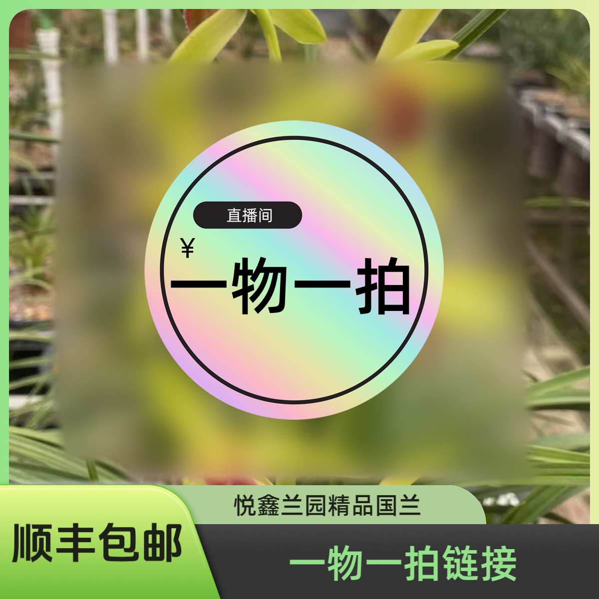 悦鑫兰园精品蕙兰直播间一物一拍，裸根顺丰发货 下单链接