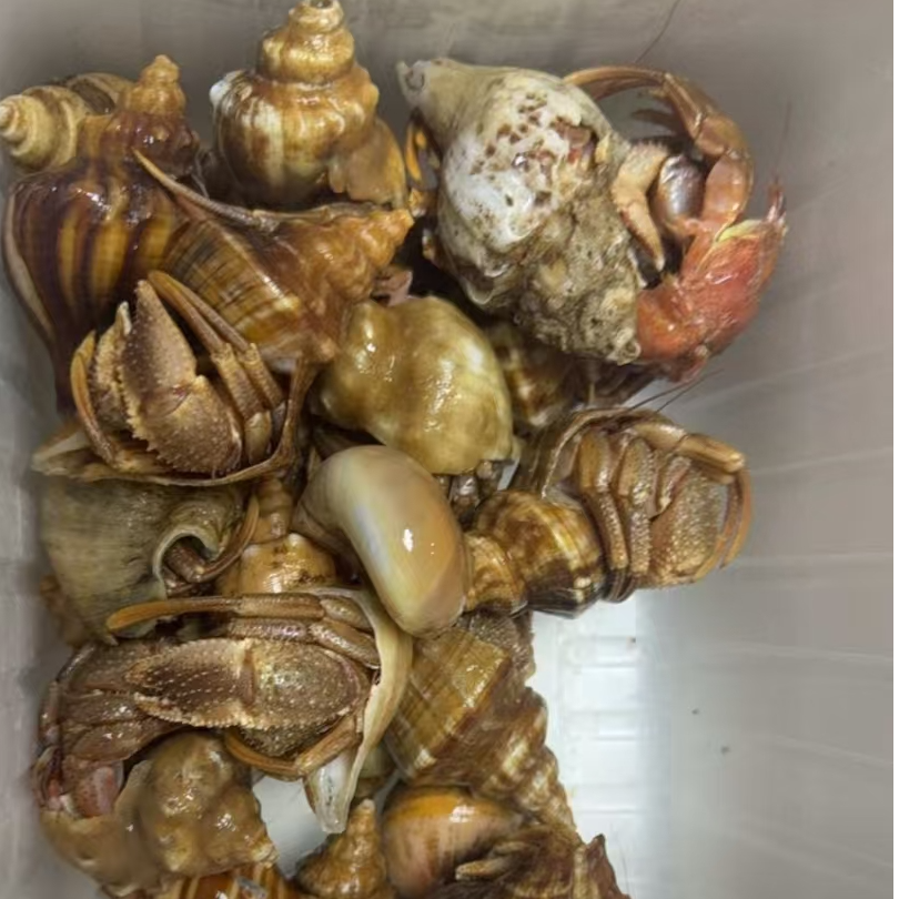 【保鲜不保活】海怪 虾怪 寄居蟹  威海本地海捕 2斤起