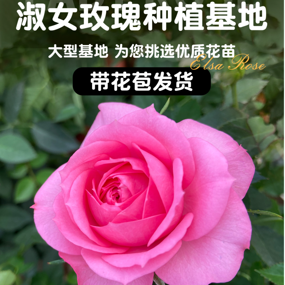 大盆精品淑女玫瑰带花苞发货好养易活庭院阳台基地直发