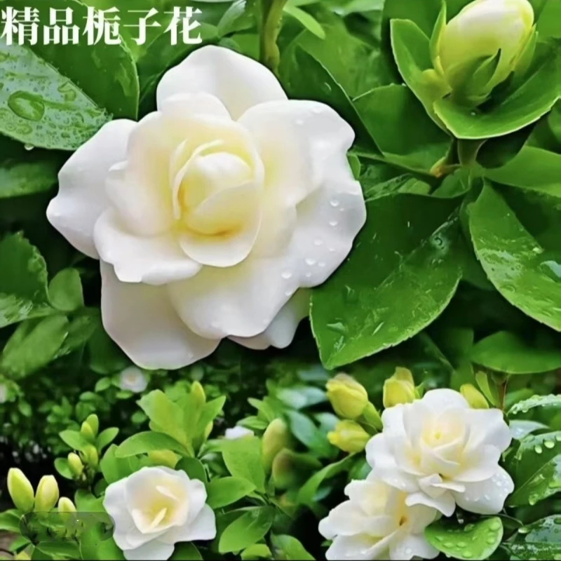 【带花苞】正宗栀子花浓香型盆栽花卉室内植物四季净化空气好养