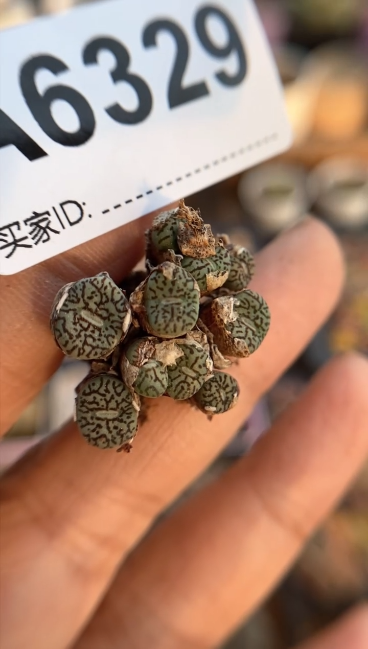 【闪购商品】6329直播一物一拍