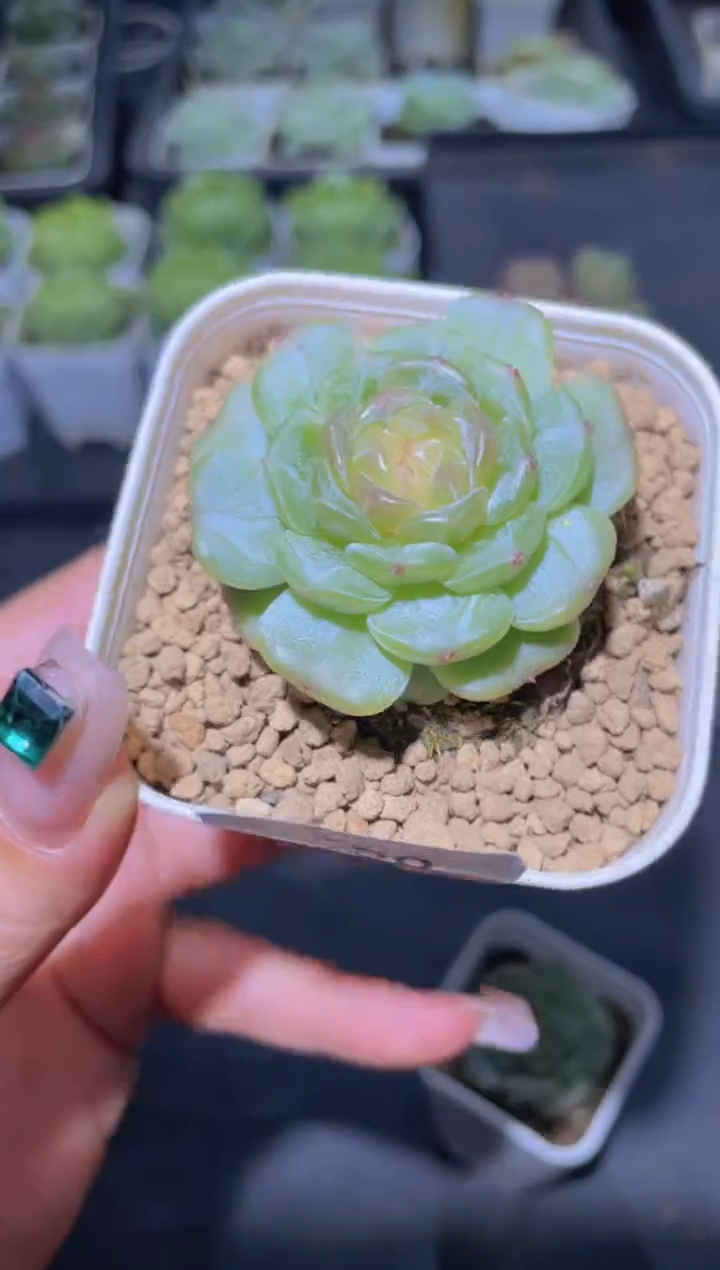 056粉心白恋量拍随机发一颗