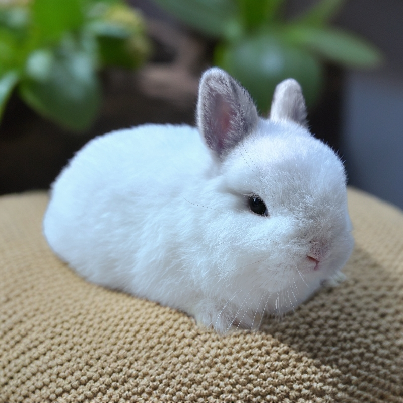 活体宠物兔侏儒兔安哥拉兔垂耳兔一物一价先选再拍