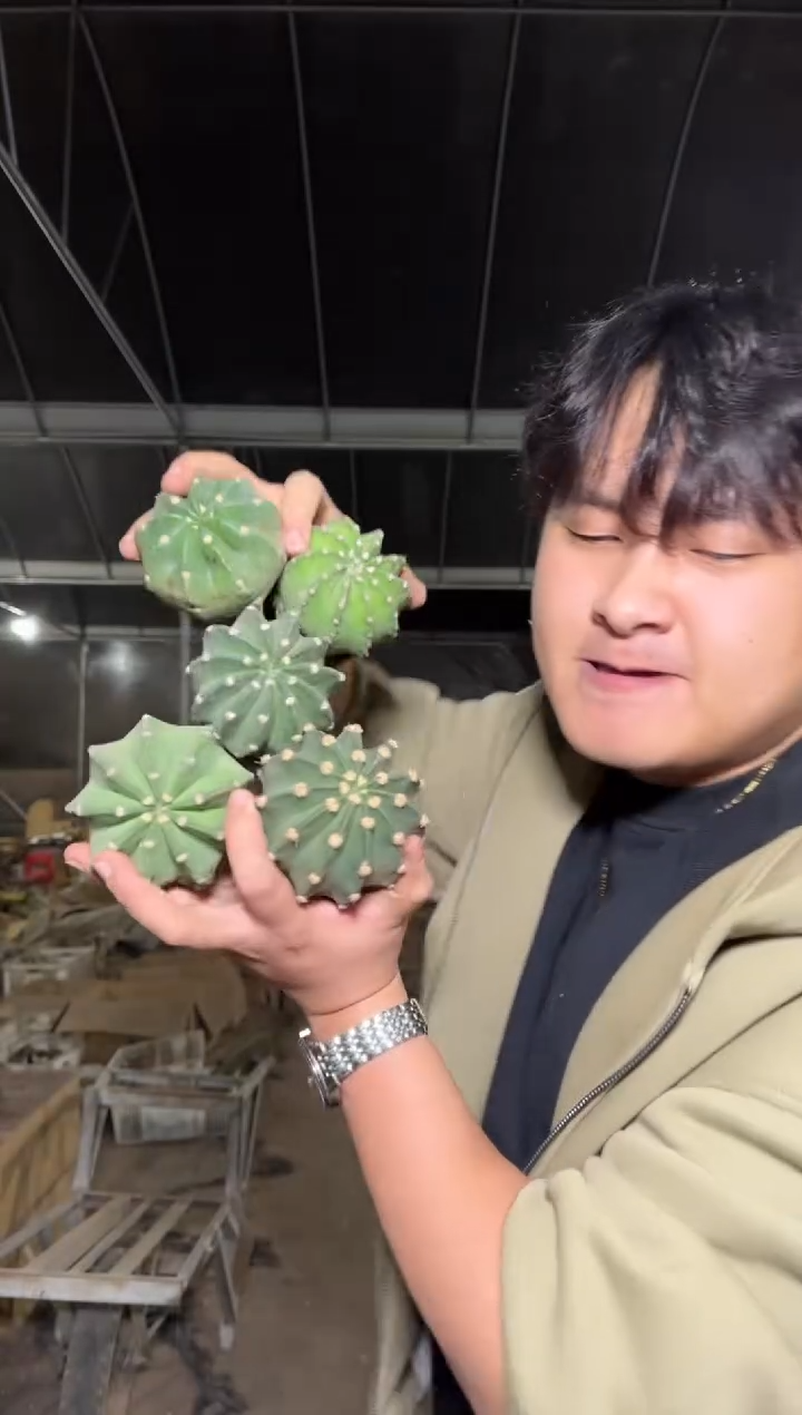 5颗 实生根 短毛丸 4-6cm