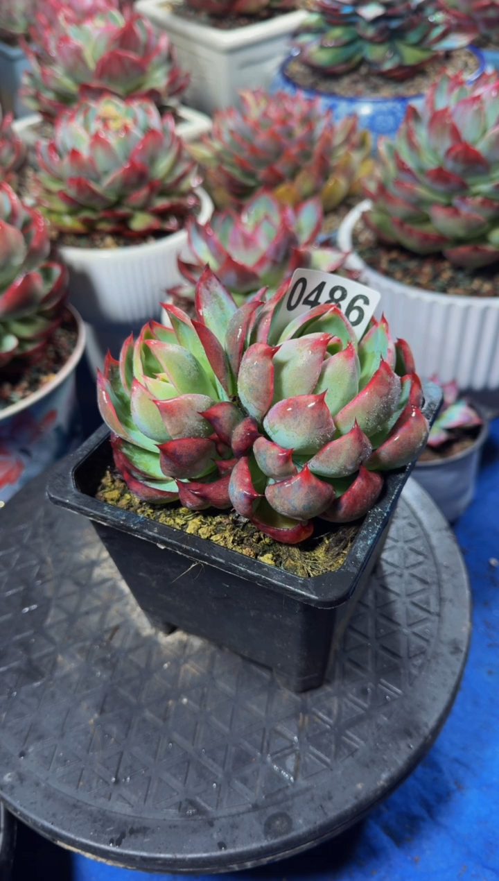 【闪购商品】0486惊鸿仙子（裸根发货）（不包整）