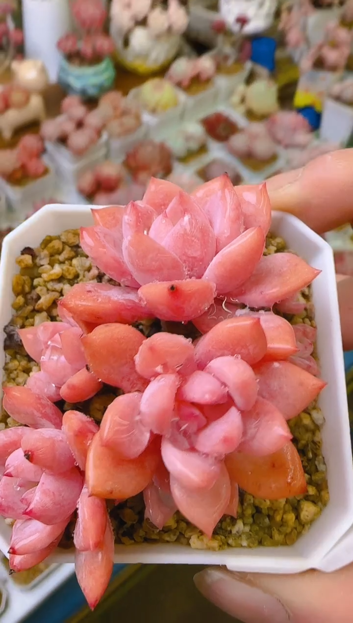 【闪购商品】春—117—仙农（秋美人）