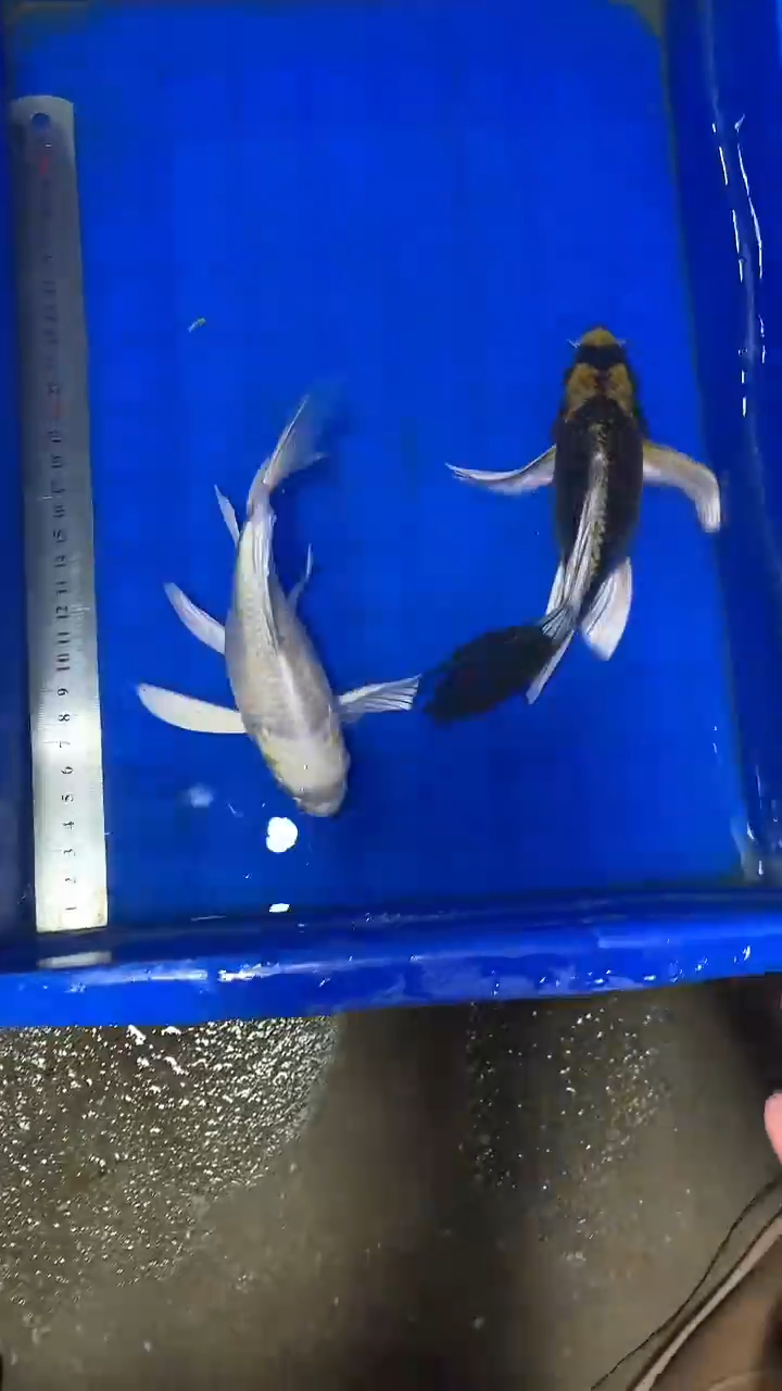 蝴蝶鲤鱼旧*蝴蝶鲤直播选鱼专用链接 凭开箱视频售后