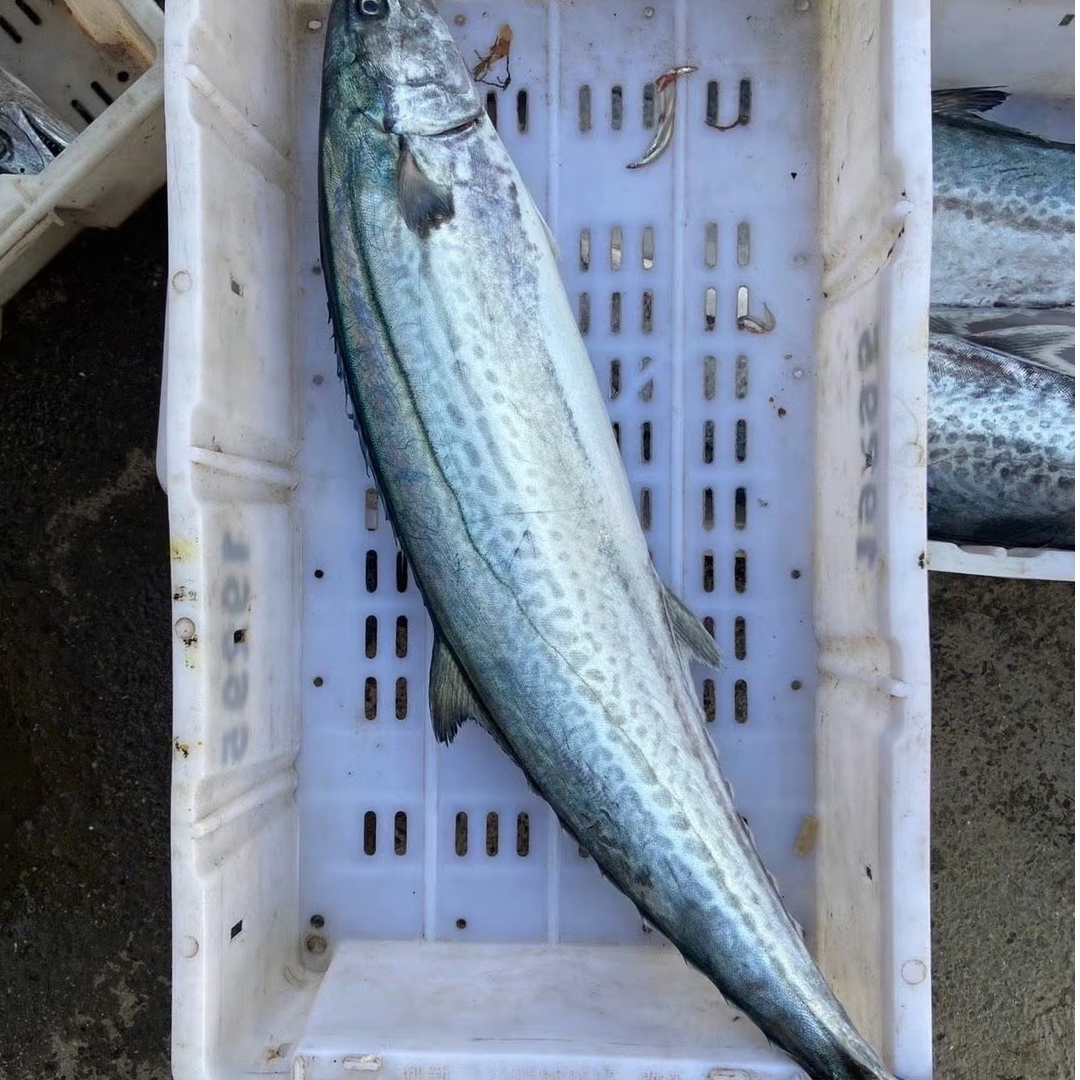 码头深海冰鲜鲅鱼30元/2条（约400g/条）