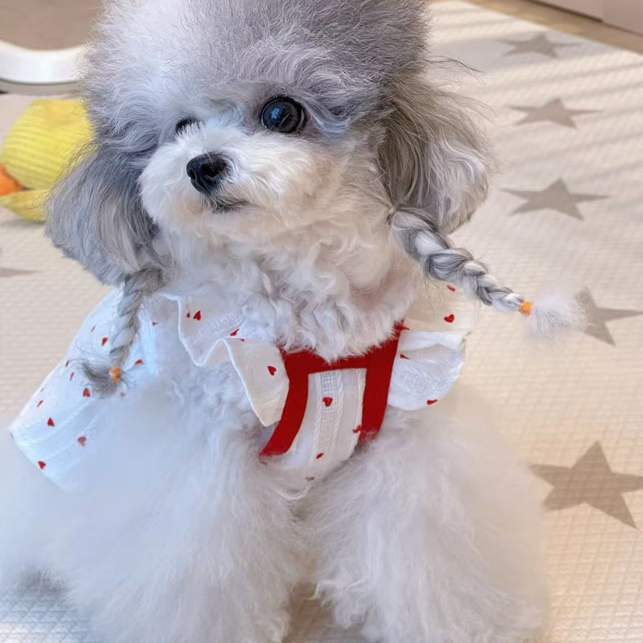 李恒宠物颜值提升术Skill: Beauty care