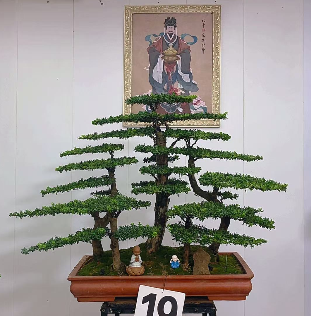 四季常青罗汉松盆景适合客厅办公室室内茶室摆放的绿植