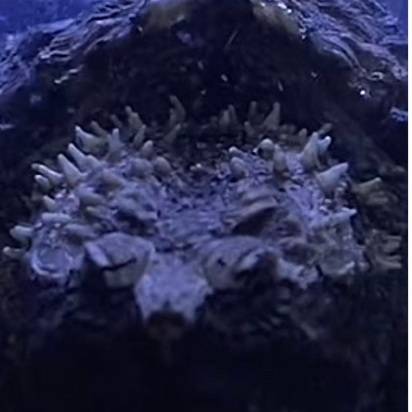 爆刺纯佛观赏龟宠物龟凶猛小乌龟活物