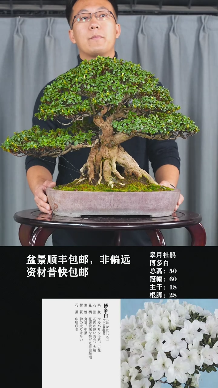 【闪购商品】-博多白