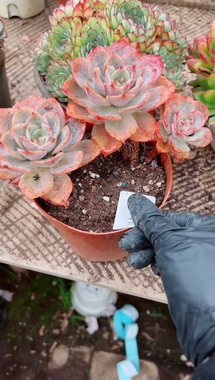 宜*❶多肉植物一物一拍29110