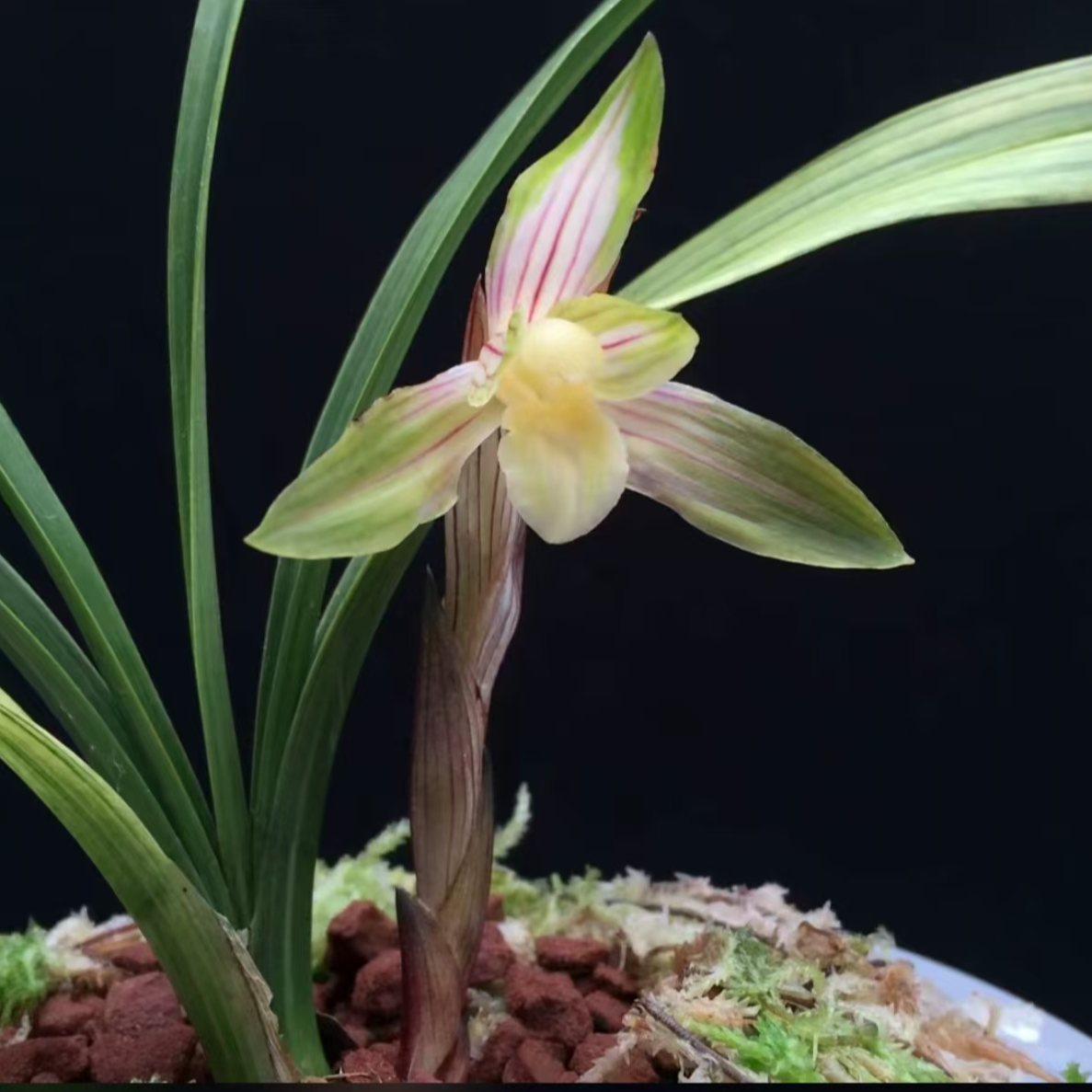 精品兰花，一物一拍改价