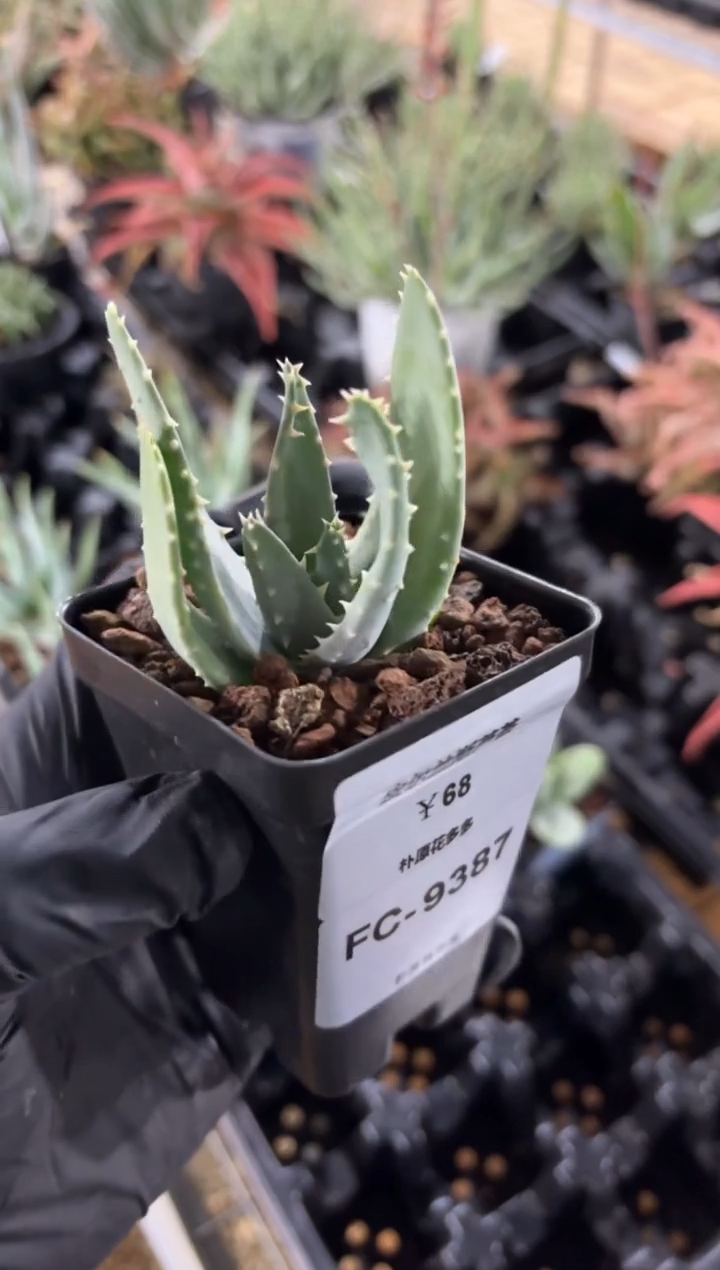 皮尔兰斯芦荟FC-9387