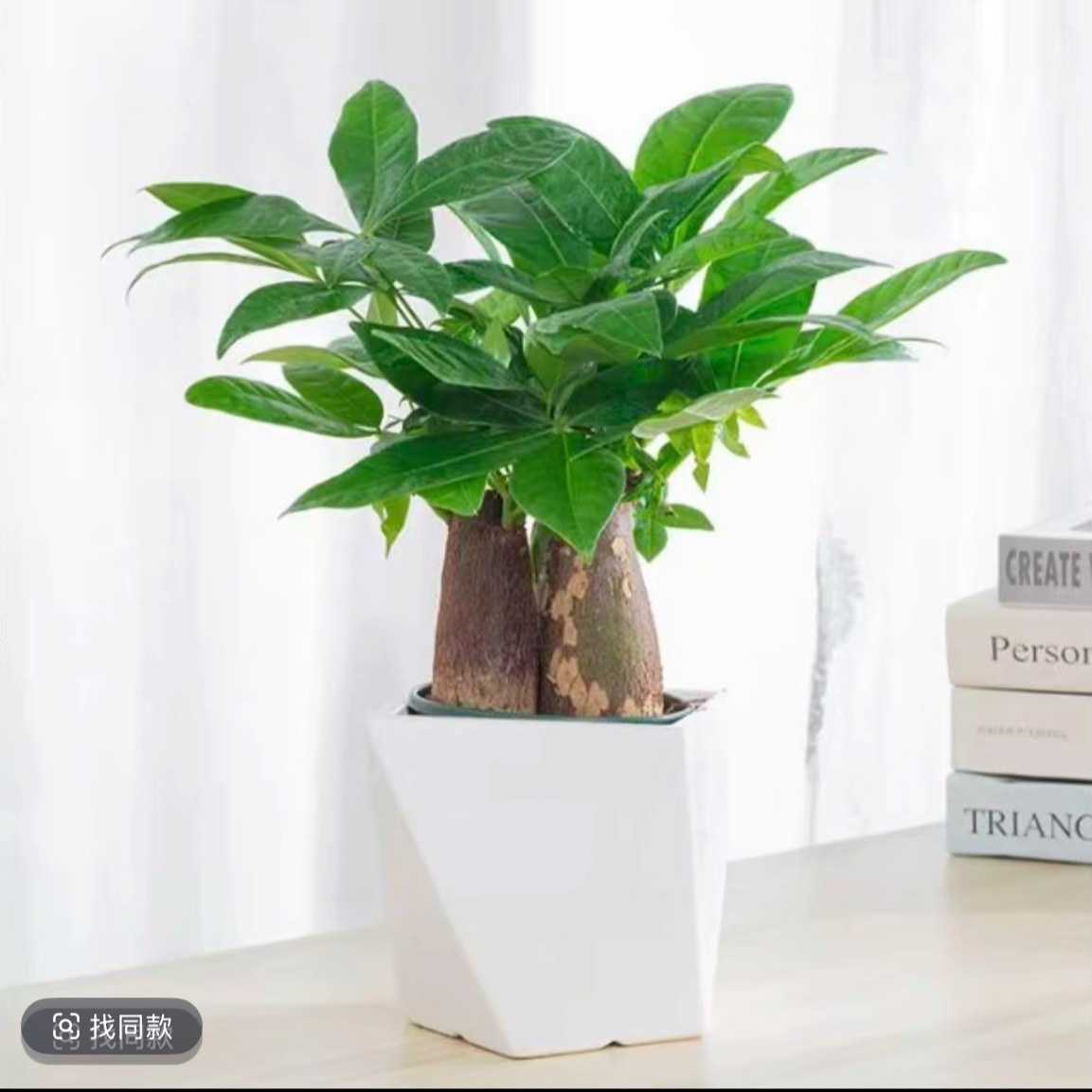三杆发财树盆栽室内桌面绿植好养耐旱四季常绿净化空气