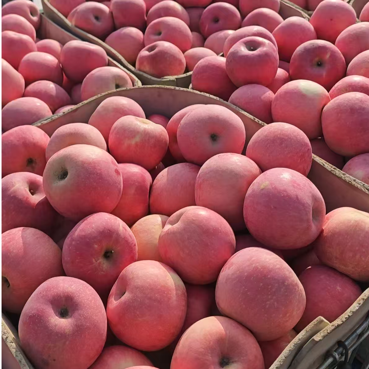 正宗烟台原产地直发新鲜红富士苹果脆甜多汁