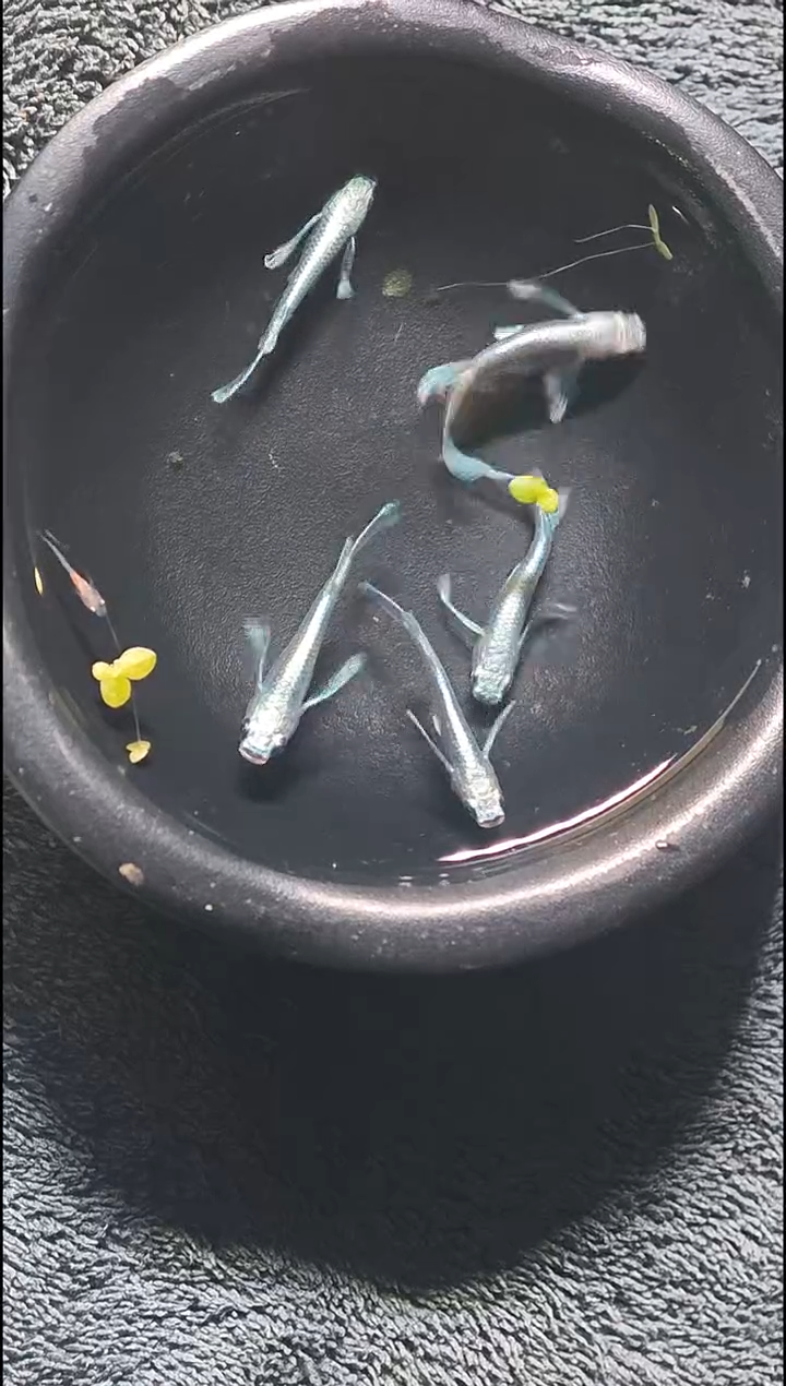 青鳉鱼观背青鳉017