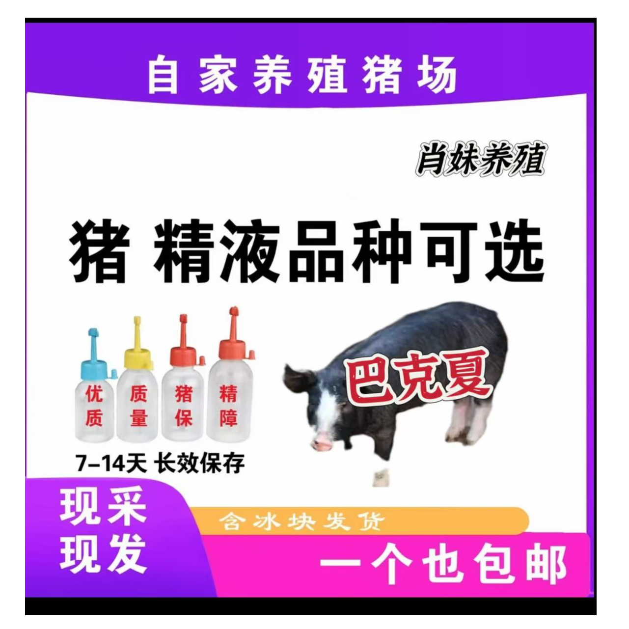  巴克夏种公精液一件包邮包对版生态养殖批发输精管猪用耗材