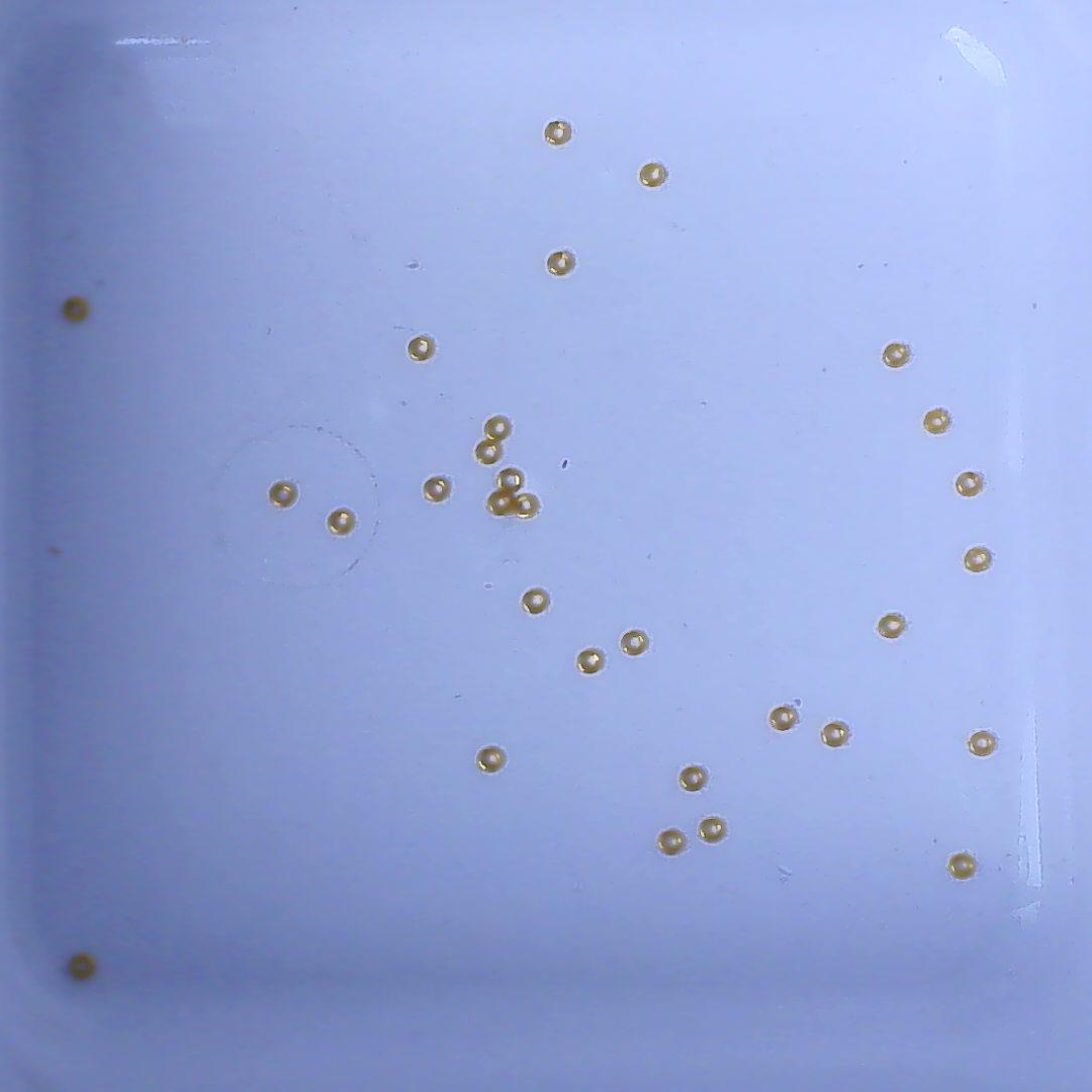 黄金足金小金 豆