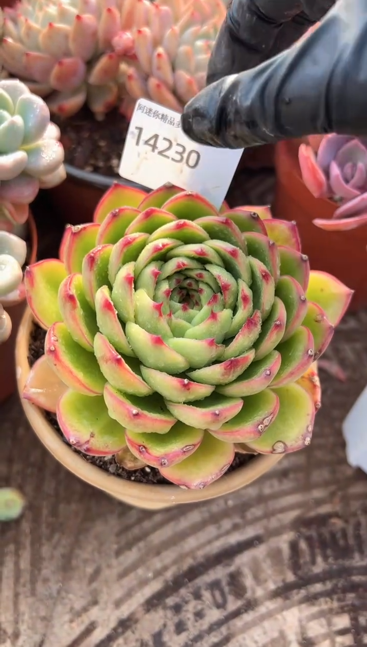 再****你多肉植物一物一拍14230