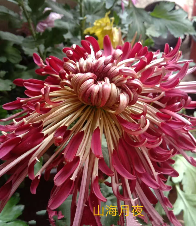 【山海月夜】【带花苞】大花富贵菊 九月大菊盆栽开花好看