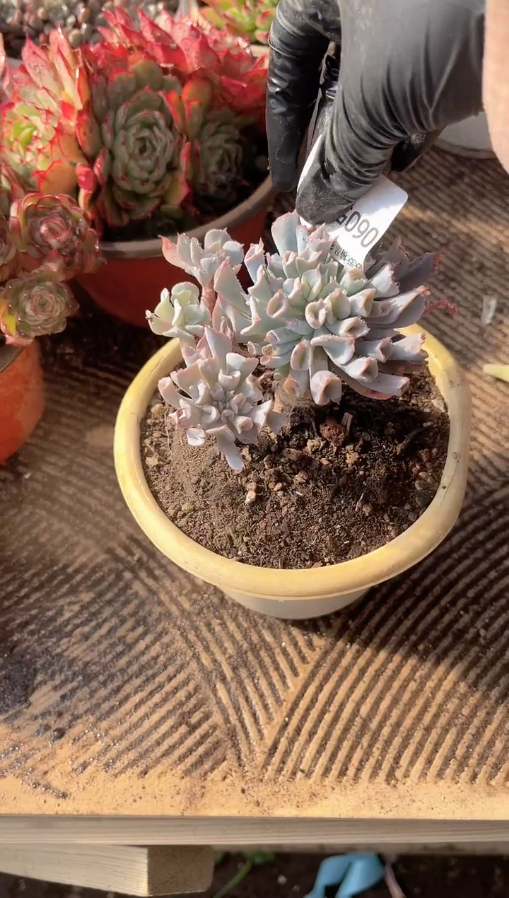 ^****^跃跃精品多肉06052