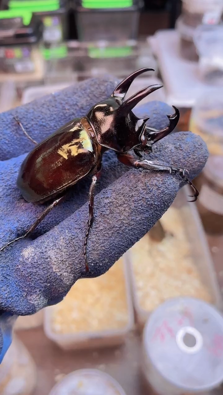 南洋大兜虫成虫公一只19点38
