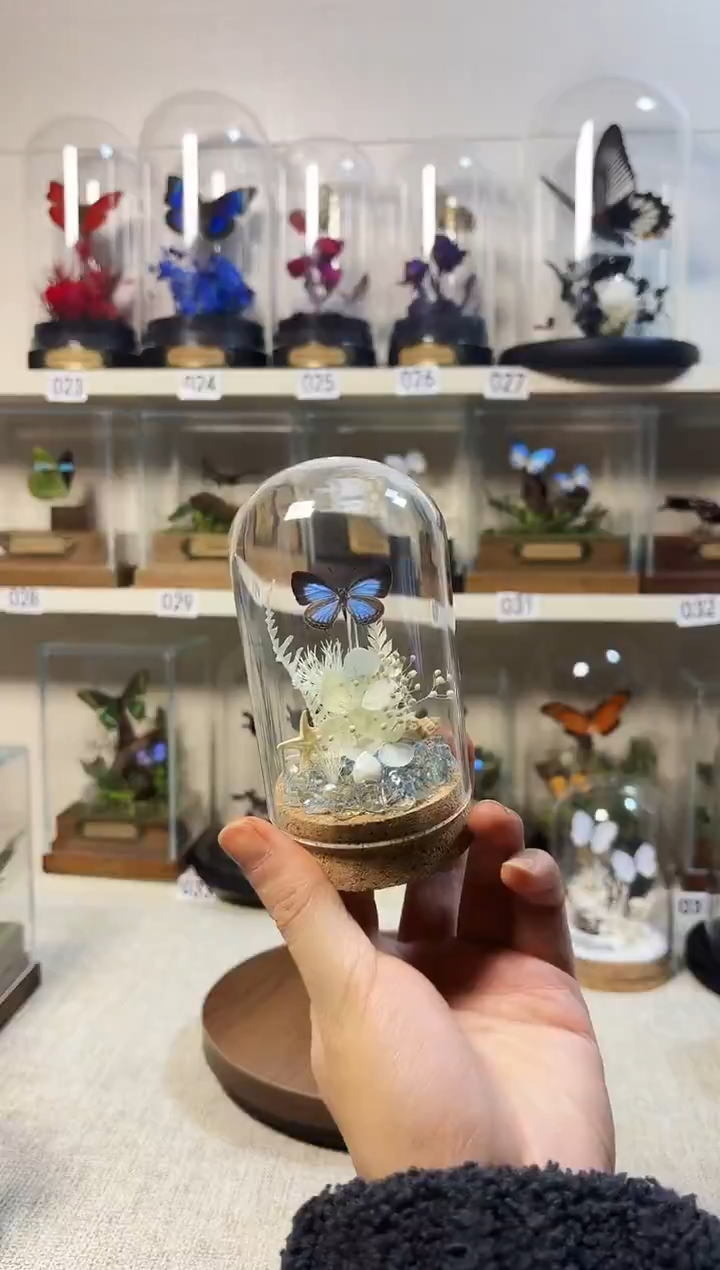哒*唧大自然真实的蝴蝶标本