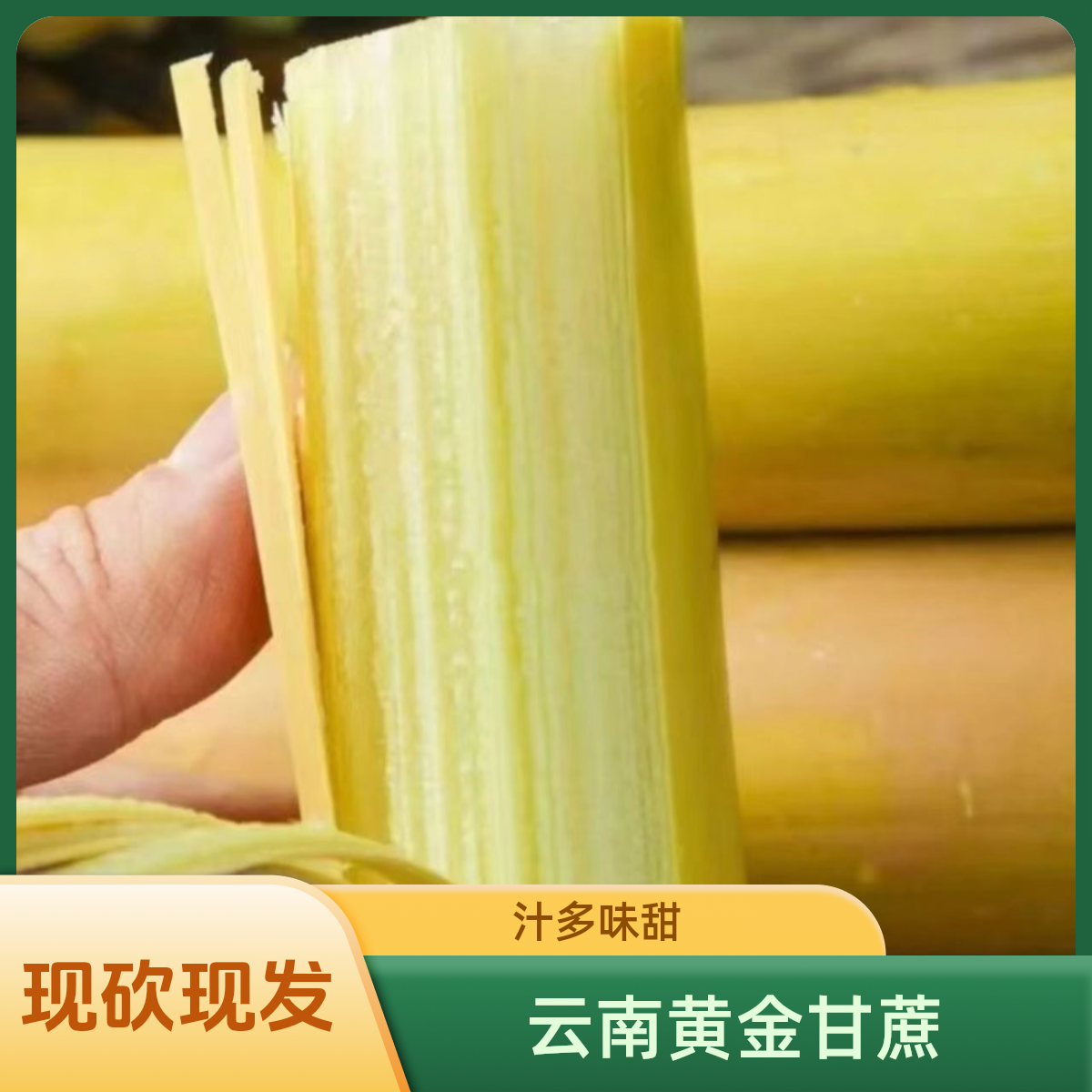 【云南黄金甘蔗】新鲜应季甘甜多汁黄皮农家现砍产地直发5/9斤包邮